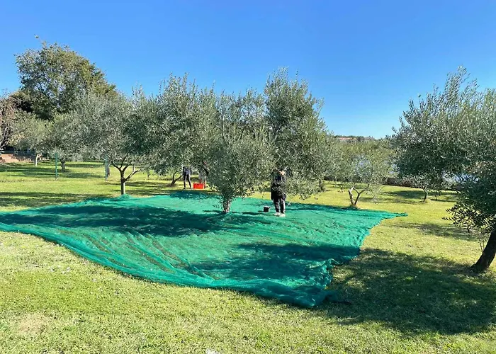 House Beta With Pool, Jacuzzi, Playground & Bbq In An Olive Grove With A Beach, Pomer - Istria Nyaraló