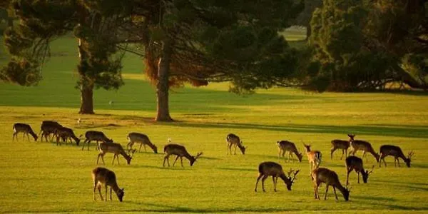 House Beta With Pool, Jacuzzi, Playground & Bbq In An Olive Grove With A Beach, Pomer - Istria Ferienhaus Pula